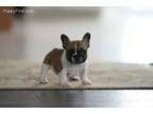 French Bulldog Puppy for sale in Jersey City, NJ, USA