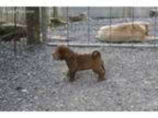 Mutt Puppy for sale in Princeton, AL, USA