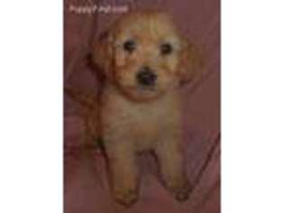 Goldendoodle Puppy for sale in Stockton, MO, USA