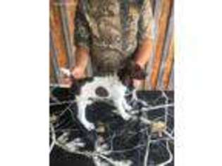German Shorthaired Pointer Puppy for sale in Madisonville, KY, USA