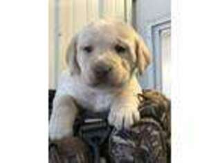 Labrador Retriever Puppy for sale in North Branch, MI, USA