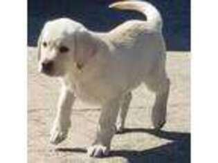 Labrador Retriever Puppy for sale in Hodges, SC, USA