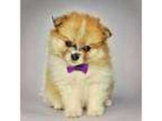 Pomeranian Puppy for sale in Jackson, NJ, USA
