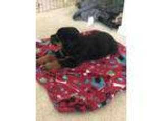 Rottweiler Puppy for sale in Fairfax, VA, USA