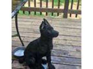 German Shepherd Dog Puppy for sale in Sterling, VA, USA