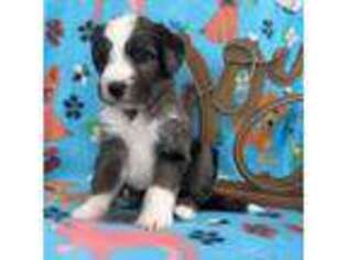 Mutt Puppy for sale in Lancaster, CA, USA