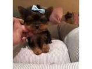 Yorkshire Terrier Puppy for sale in Shrewsbury, MA, USA