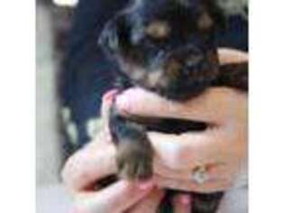 Yorkshire Terrier Puppy for sale in Sebring, FL, USA