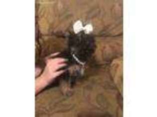 Yorkshire Terrier Puppy for sale in Muldrow, OK, USA