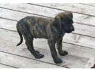 Mastiff Puppy for sale in CLINTON, MT, USA