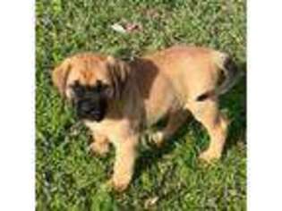 Mastiff Puppy for sale in Lake Charles, LA, USA