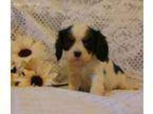 Cavalier King Charles Spaniel Puppy for sale in Scottville, MI, USA