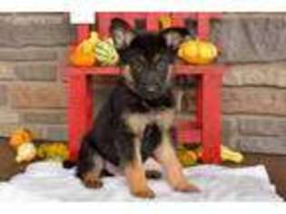 German Shepherd Dog Puppy for sale in Christiana, PA, USA