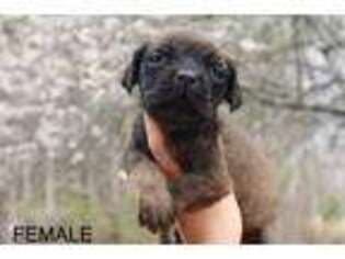 Mastiff Puppy for sale in Jasper, AL, USA