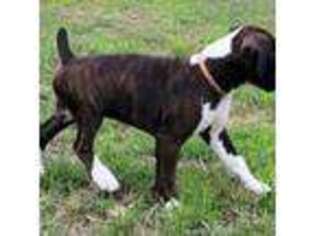 Boxer Puppy for sale in Luling, TX, USA