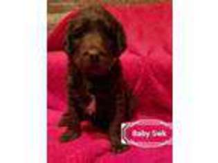 Labradoodle Puppy for sale in New London, WI, USA