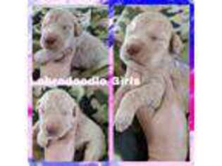 Labradoodle Puppy for sale in Hazlehurst, GA, USA