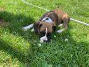 Boxer Puppy for sale in Liverpool, NY, USA