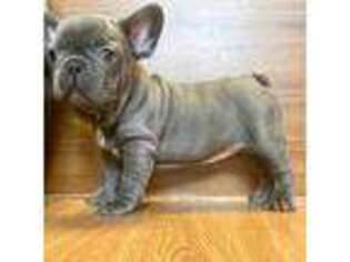 French Bulldog Puppy for sale in Arlington, VA, USA