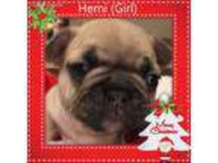 French Bulldog Puppy for sale in Allegany, NY, USA