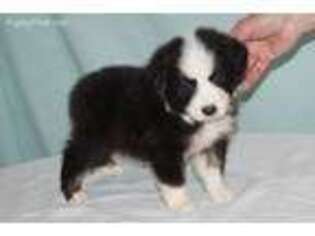 Australian Shepherd Puppy for sale in New Caney, TX, USA