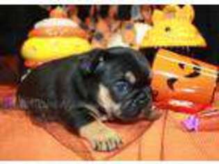 French Bulldog Puppy for sale in Piqua, KS, USA