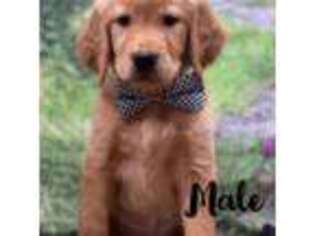 Golden Retriever Puppy for sale in Beaumont, CA, USA