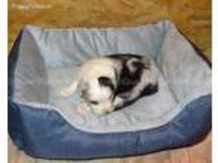 Miniature Australian Shepherd Puppy for sale in Battle Mountain, NV, USA