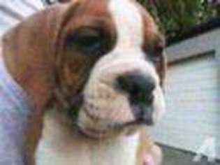 Boxer Puppy for sale in DIXON, CA, USA
