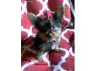 Yorkshire Terrier Puppy for sale in Holland, MI, USA
