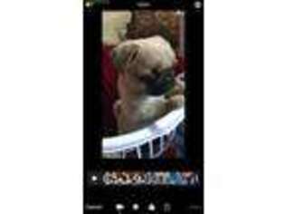 Pug Puppy for sale in Chattanooga, TN, USA