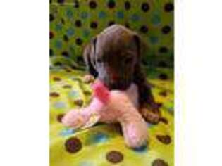 Great Dane Puppy for sale in New Market, VA, USA