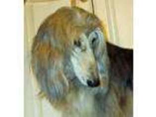 Afghan Hound Puppy for sale in Austin, TX, USA