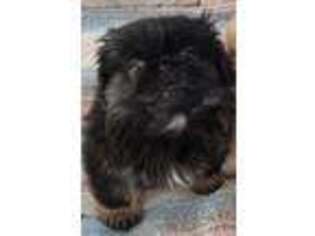 Pekingese Puppy for sale in Edgewood, NM, USA