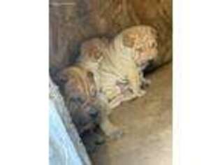 Mutt Puppy for sale in Inglewood, CA, USA