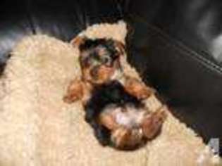Yorkshire Terrier Puppy for sale in WOODBRIDGE, VA, USA