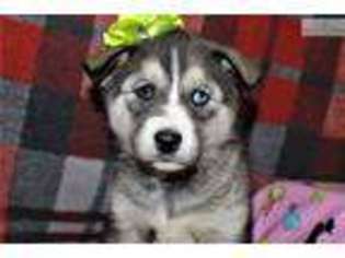Siberian Husky Puppy for sale in Canton, OH, USA