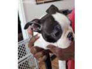 Boston Terrier Puppy for sale in Dewey, AZ, USA