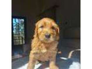 Goldendoodle Puppy for sale in Saratoga, CA, USA