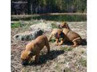 Boerboel Puppy for sale in Long Creek, OR, USA