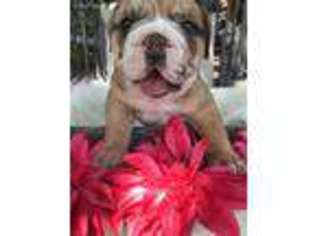 Bulldog Puppy for sale in Colton, CA, USA