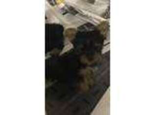 Yorkshire Terrier Puppy for sale in Adairsville, GA, USA