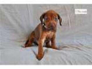 Rhodesian Ridgeback Puppy for sale in Birmingham, AL, USA
