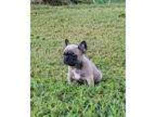 French Bulldog Puppy for sale in Hartwell, GA, USA