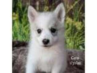 Alaskan Klee Kai Puppy for sale in Merlin, OR, USA