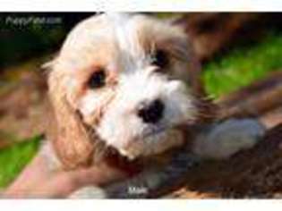 Cavachon Puppy for sale in Rhinelander, WI, USA