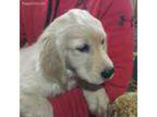 Golden Retriever Puppy for sale in Centreville, MI, USA