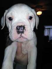 Olde English Bulldogge Puppy for sale in South Otselic, NY, USA