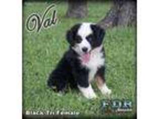 Australian Shepherd Puppy for sale in Forestburg, TX, USA