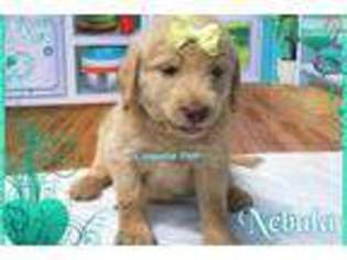 Labradoodle Puppy for sale in Nashville, TN, USA